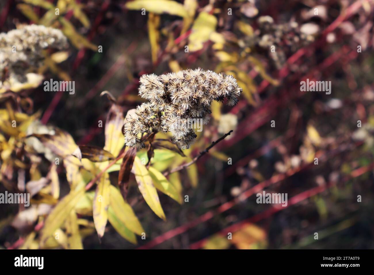 Trockene Blüten im Herbstwald Stockfoto