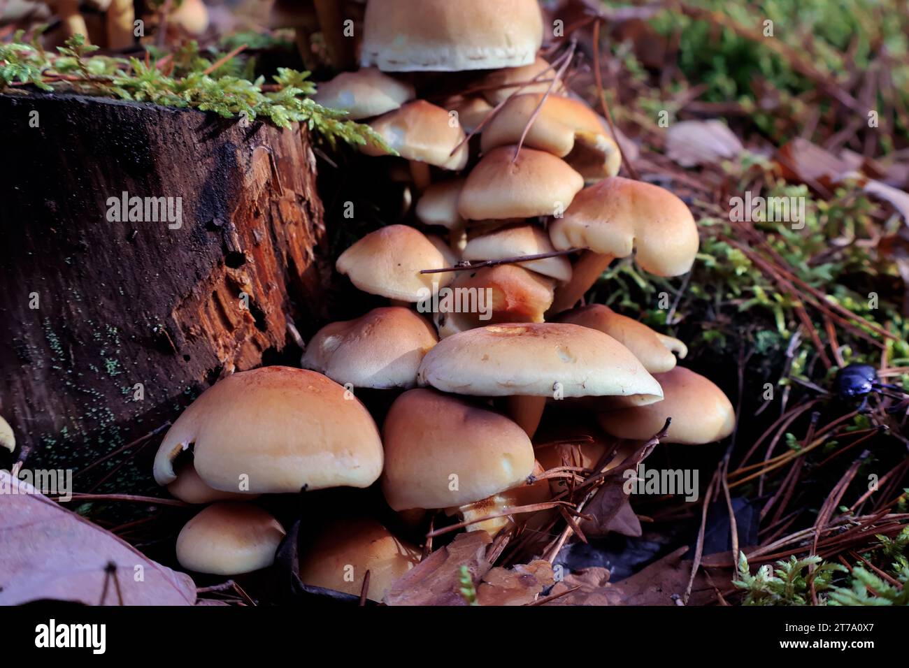 Pilze im Wald auf dem Gras Stockfoto