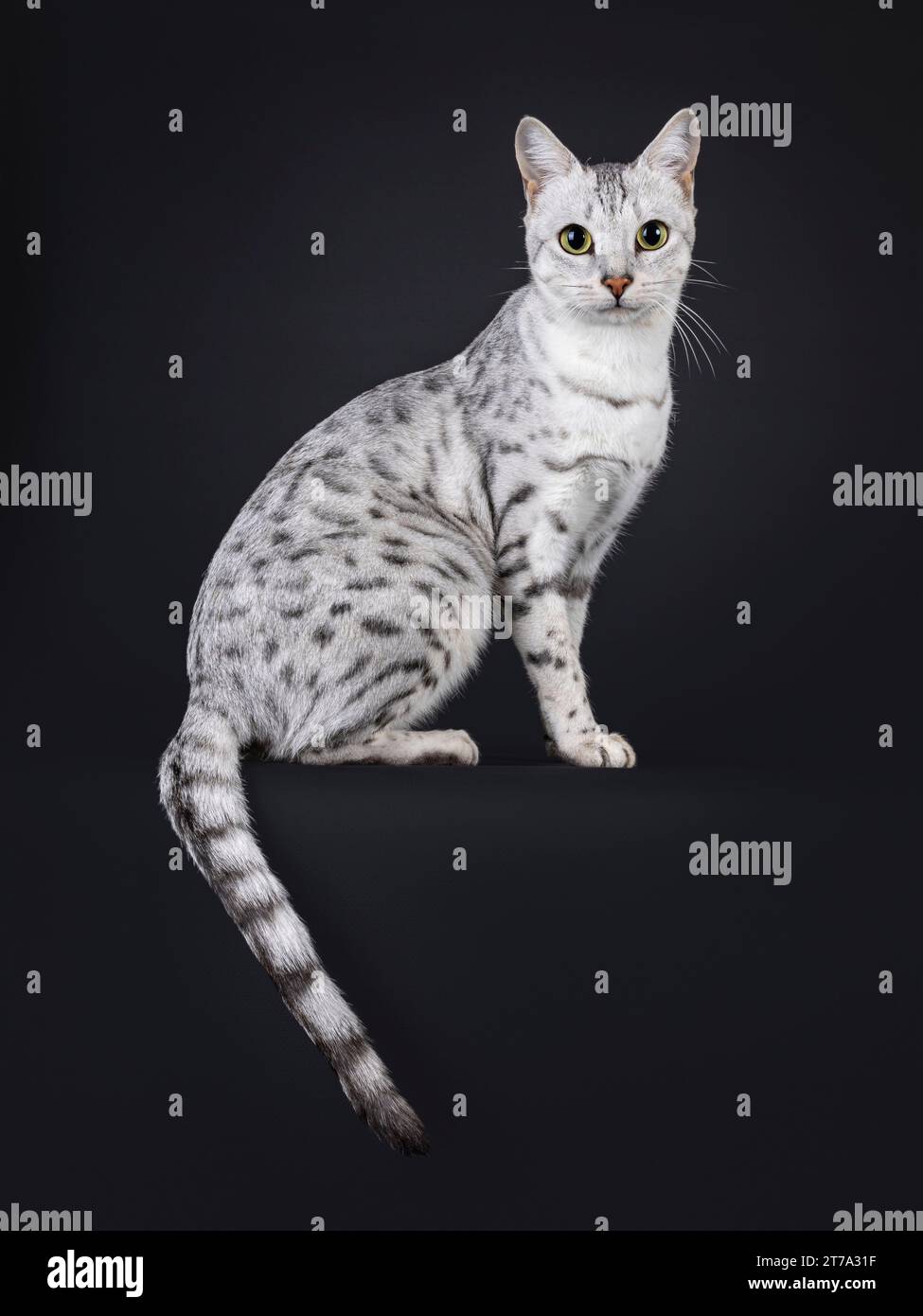 Erstaunliche, silberfleckige Savannah F5 Katze, seitlich am Rand sitzend. Blick auf die Kamera. Isoliert auf schwarzem Hintergrund. Stockfoto