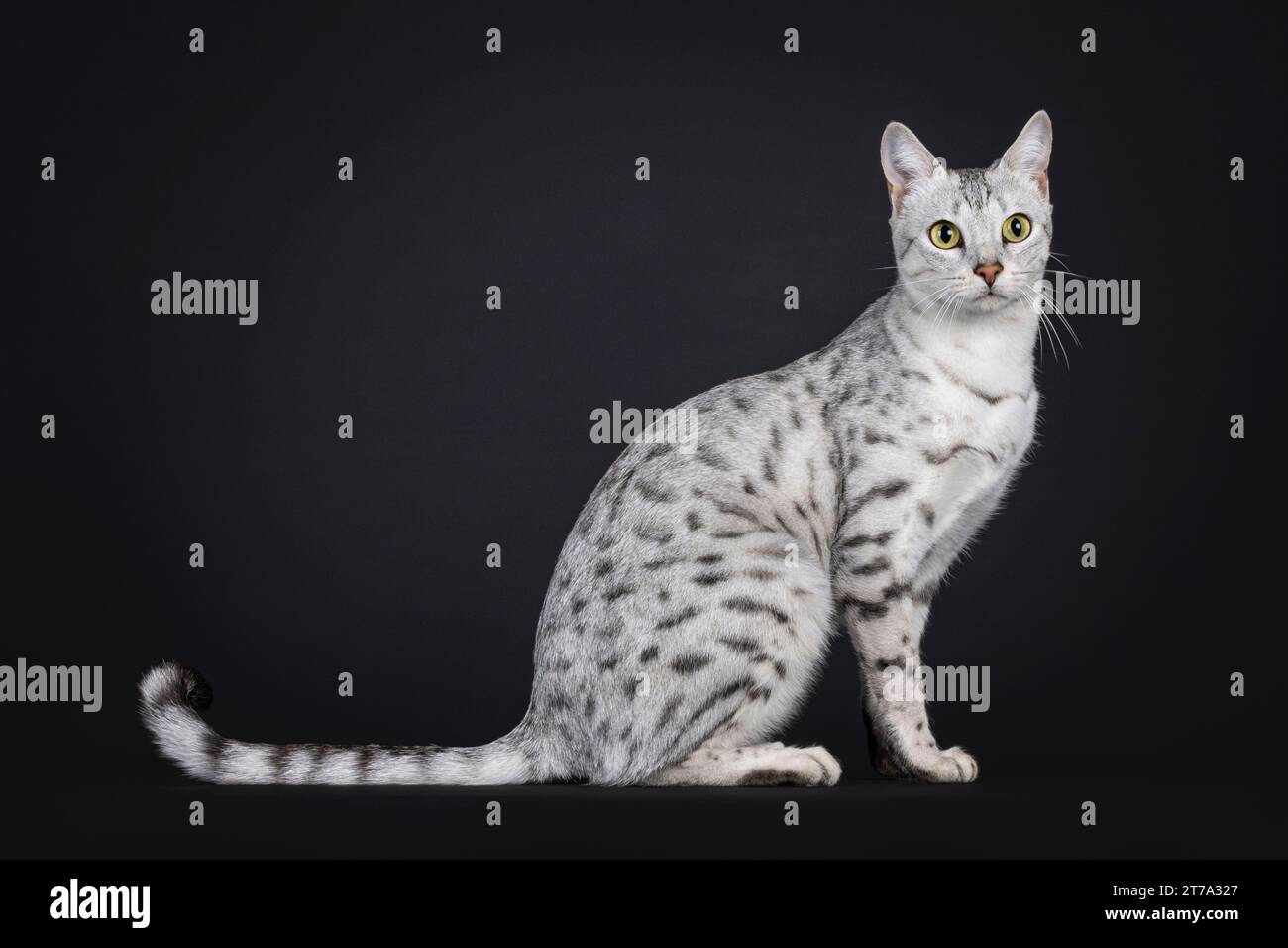 Erstaunliche, silberfleckige Savannah F5 Katze, seitlich sitzend. Blick auf die Kamera. Isoliert auf schwarzem Hintergrund. Stockfoto
