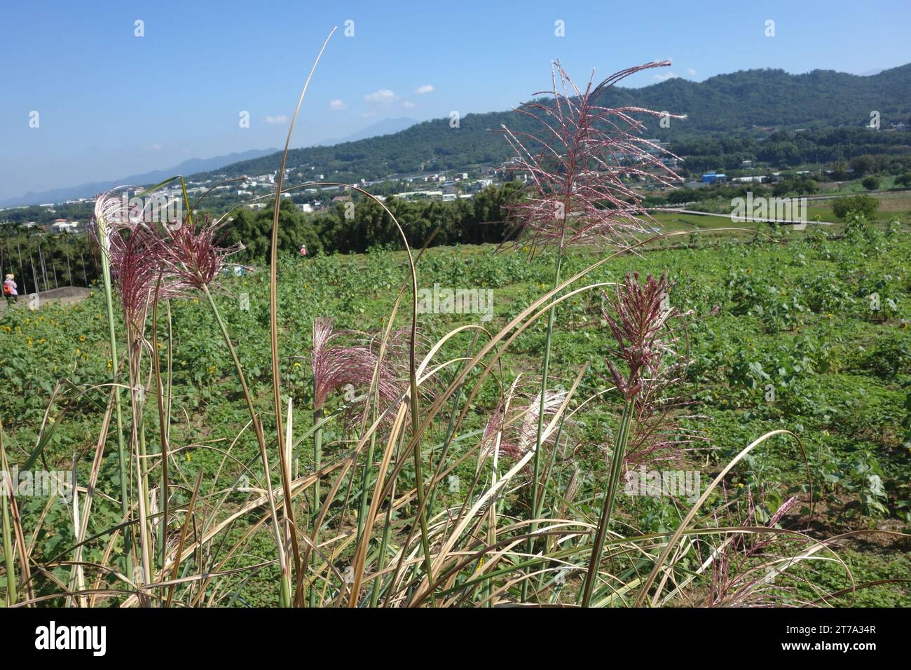 Blumenspitzen, Chinesisches Silbergras, Zebragras Stockfoto