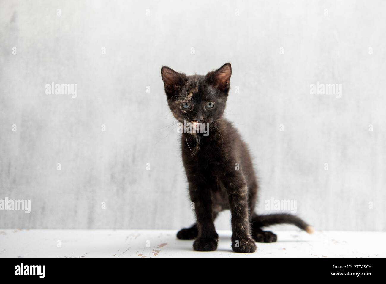 Eine echte Schildpatt gestreifte Tabby Katze. 8-10 Wochen altes Hauskätzchen. Stockfoto