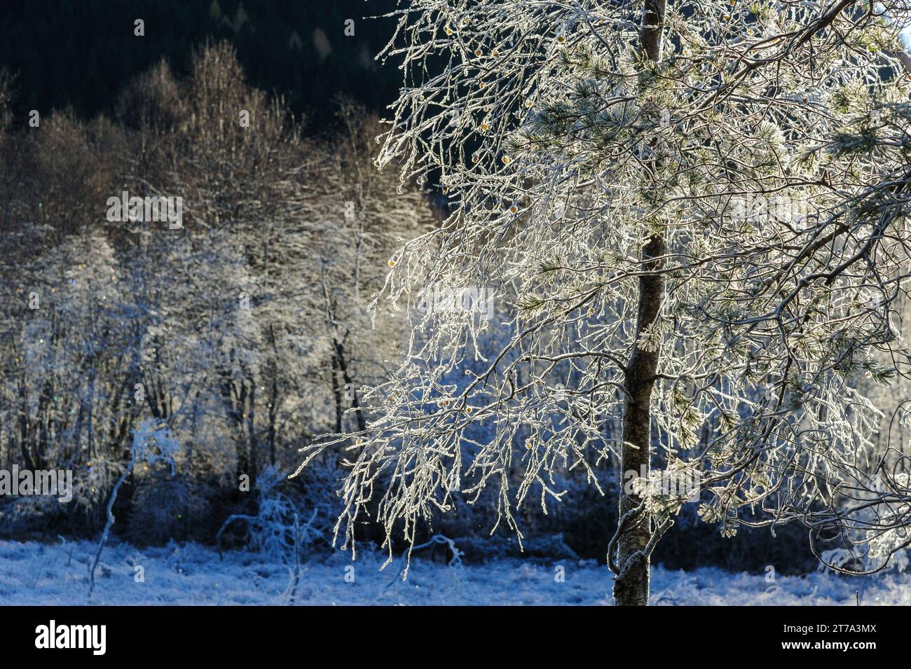 Frostgefrorener Baum im Hintergrund und Baumgruppe im Hintergrund Stockfoto