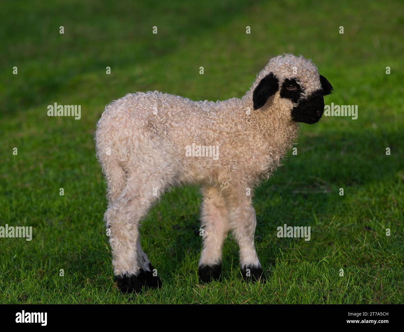 Kleiner walisischer schwarzer Schaf-grüner Hintergrund Stockfoto