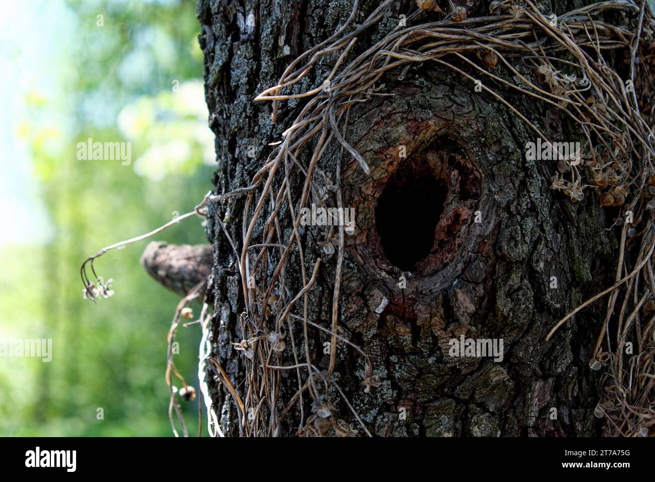 Das Bild zeigt eine Nahansicht eines Baumstamms mit einem kleinen Loch. Hohl in einem alten Birnenbaum. Teil des Stammes eines alten Baumes. Stockfoto