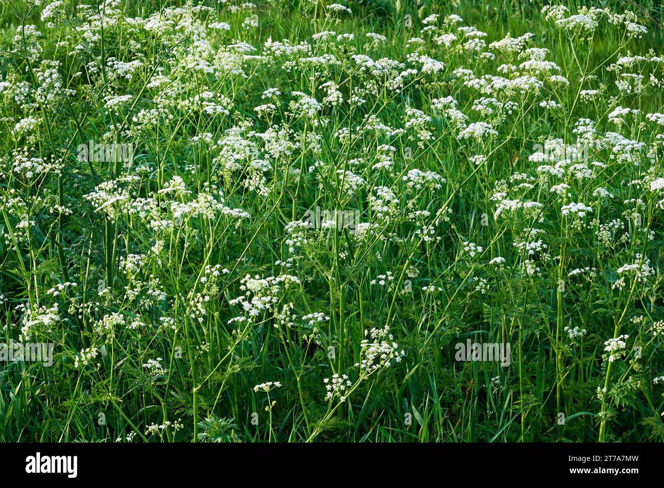 Ein Feld mit weißen Blüten mit grünen Stielen und Blättern. Anthriscus sylvestris, bekannt als KuhPetersilie. Kleine weiße Blumen. Stockfoto