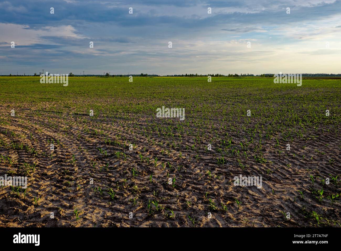 Ein Feld mit jungen Pflanzen, die in Reihen unter bewölktem Himmel wachsen. Ein mit Mais gesätes Feld. Sprossen von Mais auf dem Feld. Abendliche Landschaft. Stockfoto