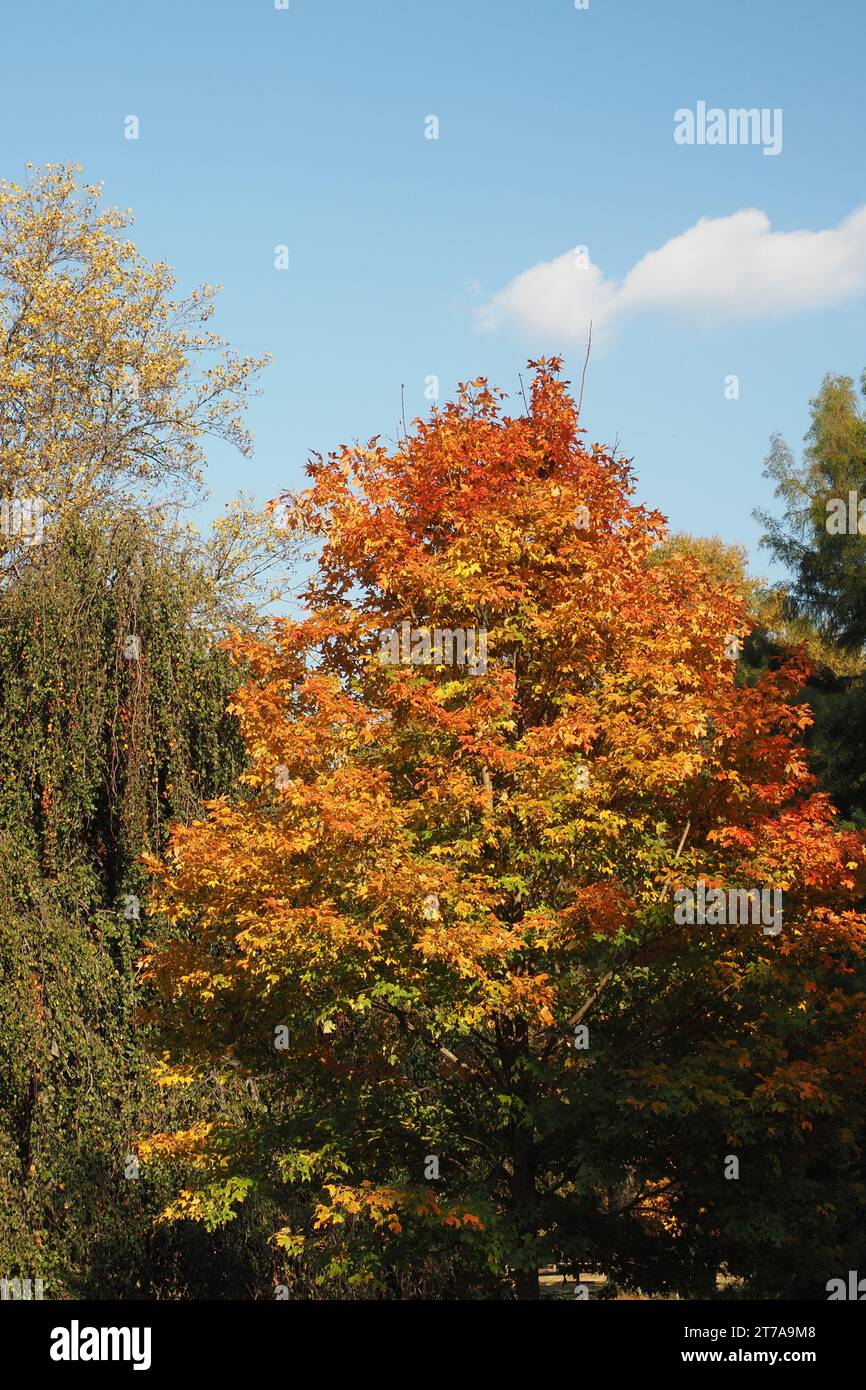 Ein Nachmittag im Andalusia Manor in Bucks County, PA. Stockfoto
