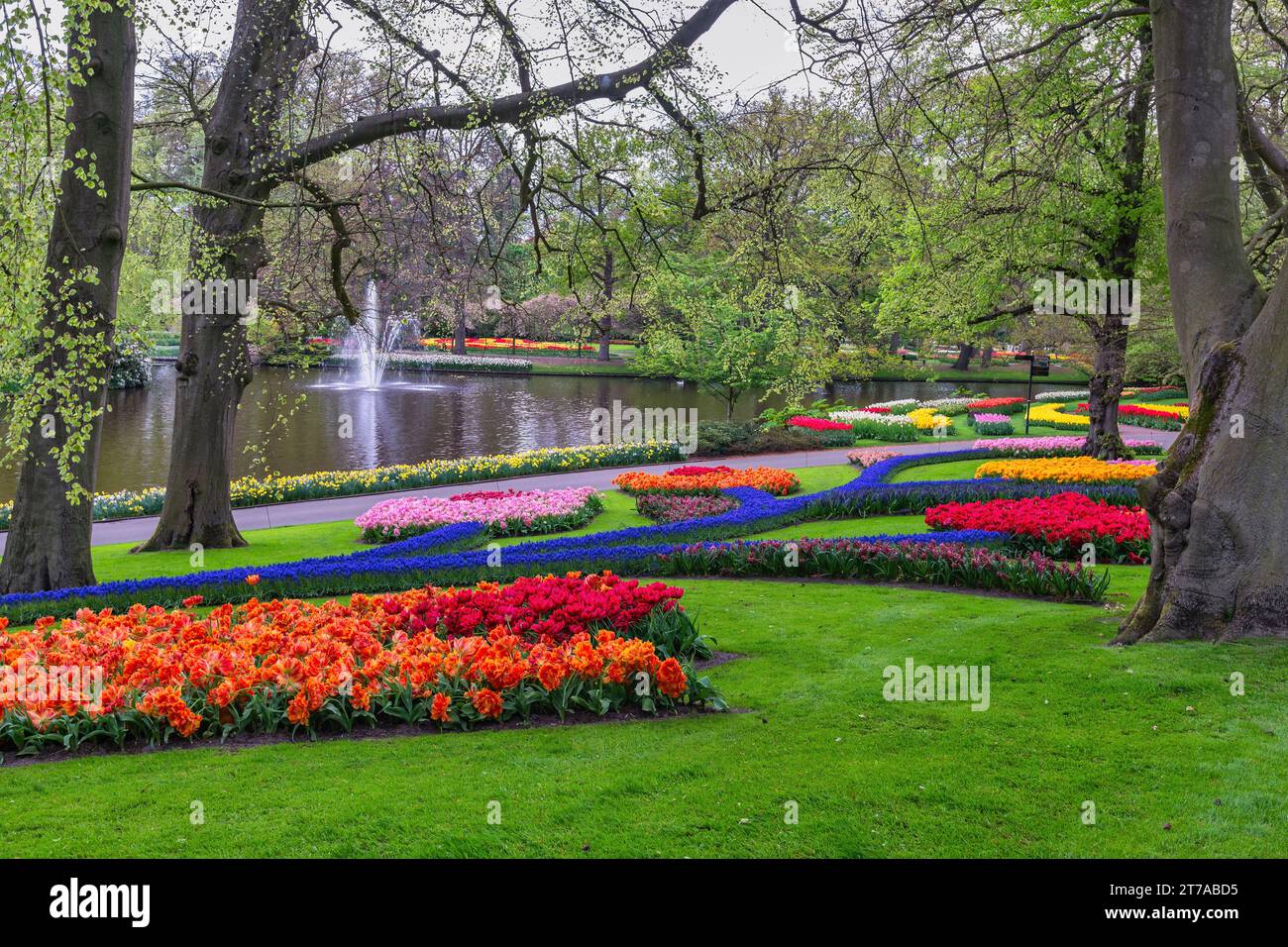Tulpenblütenbirnenfeld im Garten, Frühling in Lisse bei Amsterdam Niederlande Stockfoto