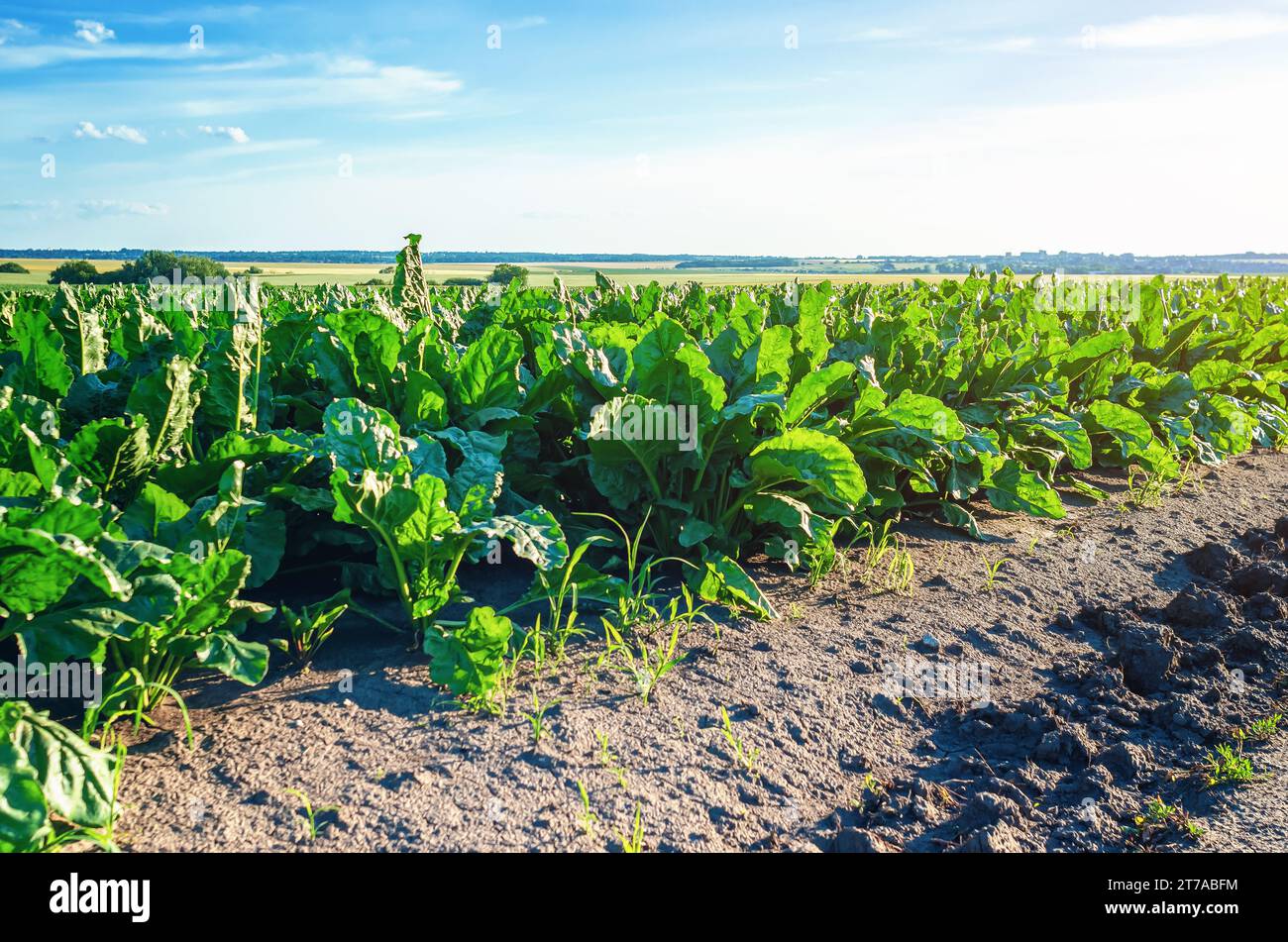 Grüne Blätter von Rüben, die auf dem Feld gepflanzt wurden. Zuckerrüben Stockfoto