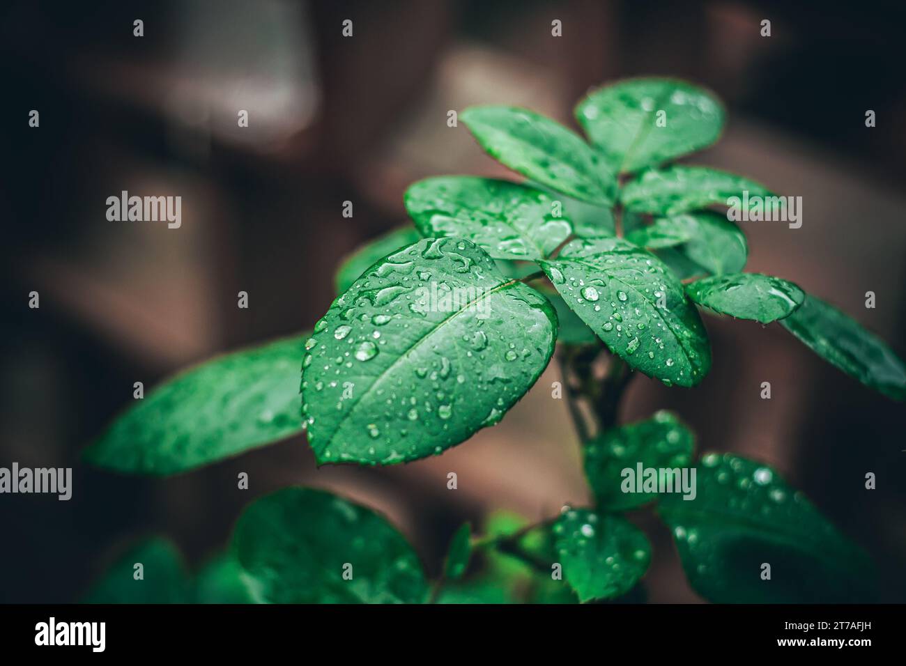Kleine grüne Blätter mit Wassertropfen nach einem regnerischen Tag. Stockfoto