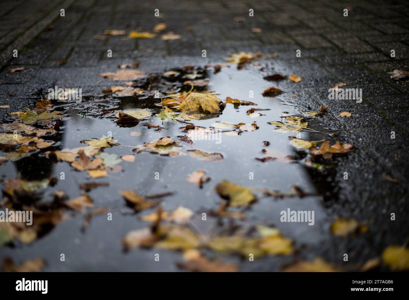 Pfützen mit Herbstplättern auf einem Weg in NRW – nasser Morgen in Deutschland im November Stockfoto