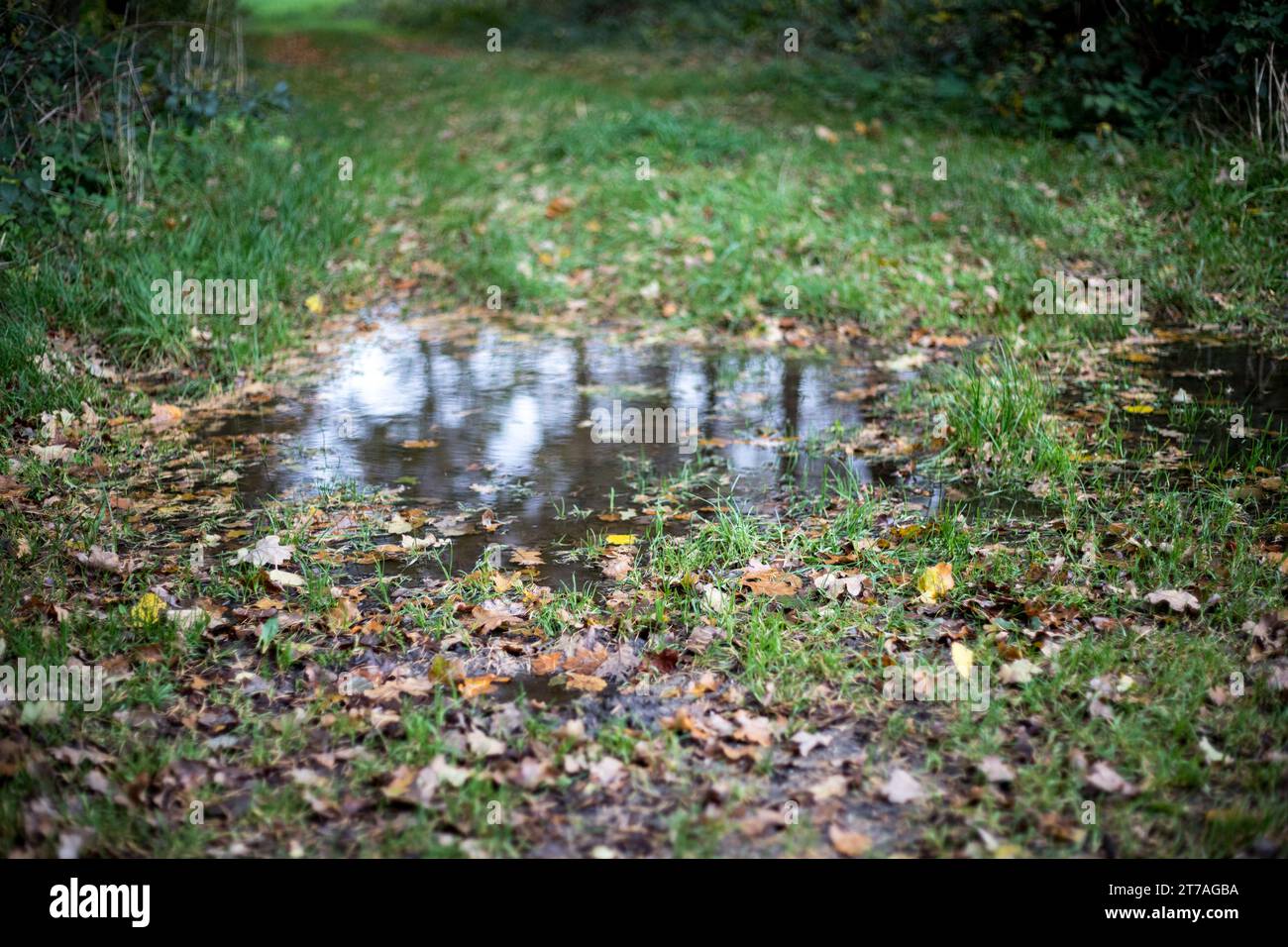 Pfützen mit Herbstplättern auf einem Weg in NRW – nasser Morgen in Deutschland im November Stockfoto