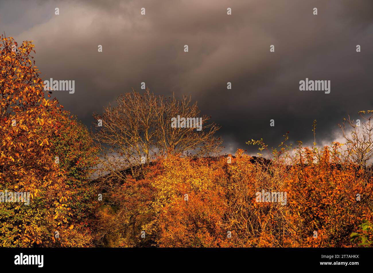 Buntes Herbstblatt auf dem Baum im Kontrast zum dunklen bedrohlichen stürmischen Himmel. Dramatische Aussicht. Stockfoto
