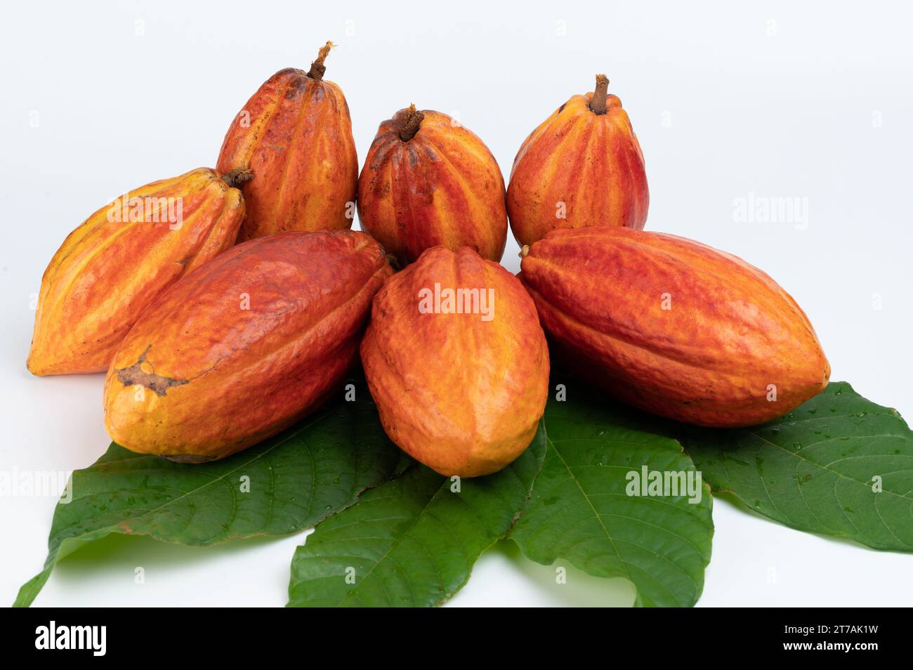 Frisch reif von orangen Kakaoschoten isoliert auf weißem Studiohintergrund Stockfoto
