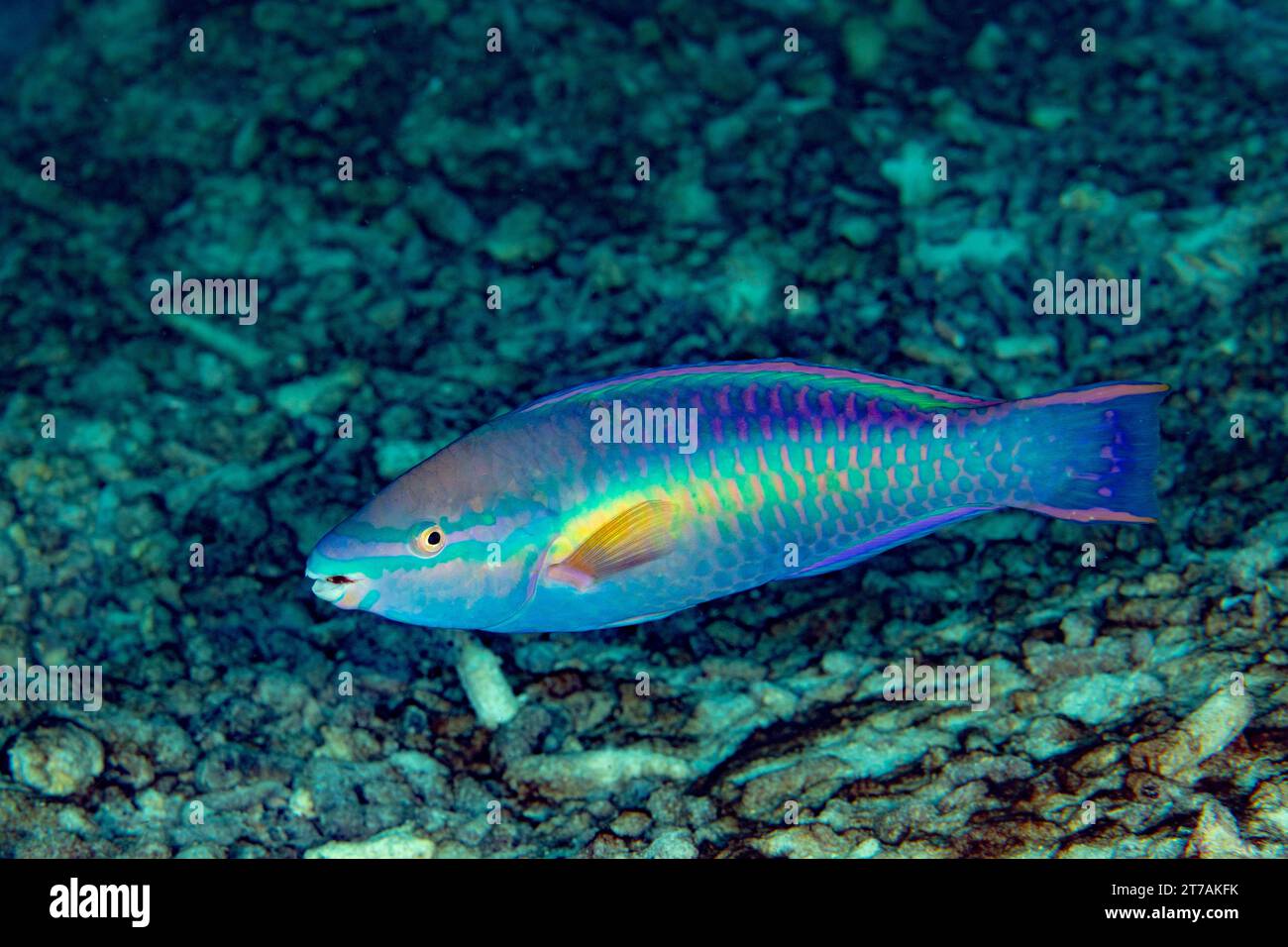 Ampel Papageienfische am Riff in Bonaire Stockfoto