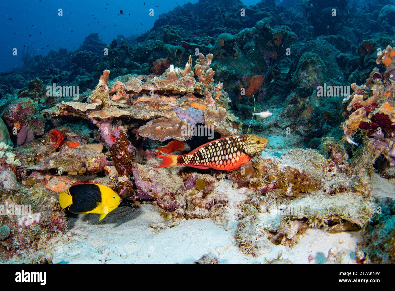 Ampel Papageienfische am Riff in Bonaire Stockfoto