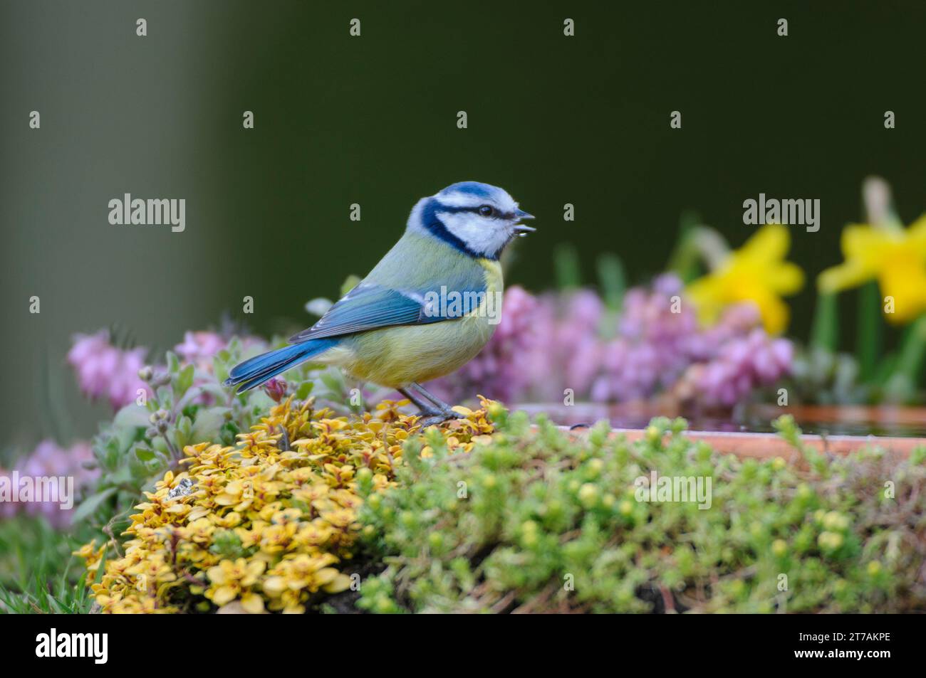 Blaumeise Cyanistes caeruleus, hoch auf Vogelbad in Gartenblumen, County Durham, England, UK, März. Stockfoto