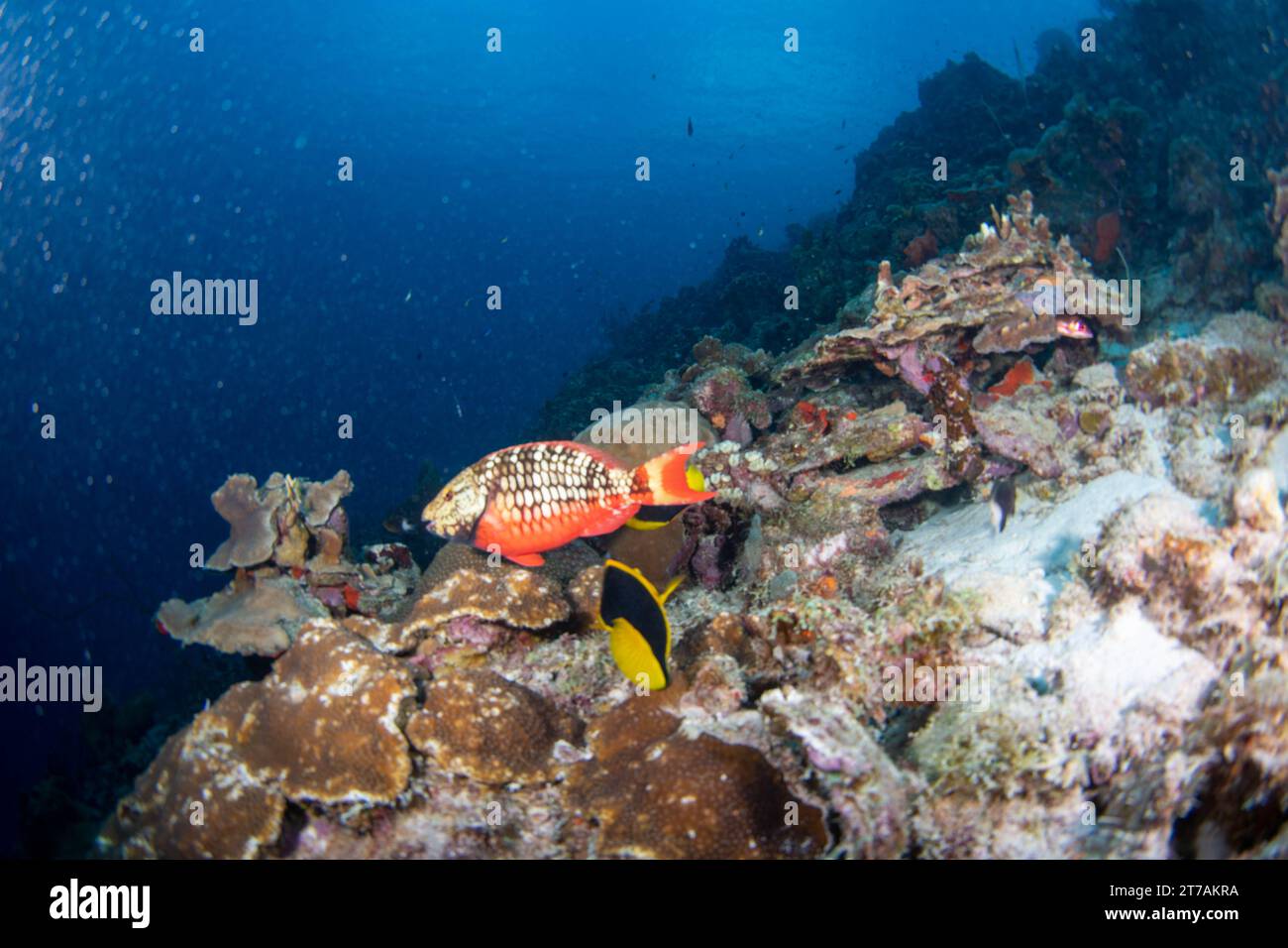 Ampel Papageienfische am Riff in Bonaire Stockfoto