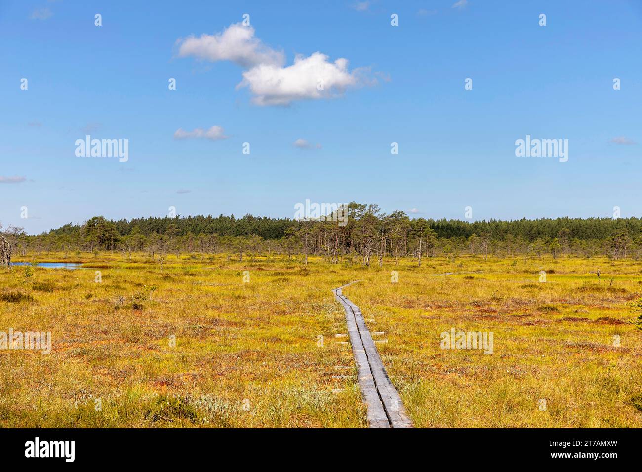 Malerische Holzpromenade, ein Wanderweg im Viru Moor an einem schönen sonnigen Sommertag Estland, Europa Stockfoto