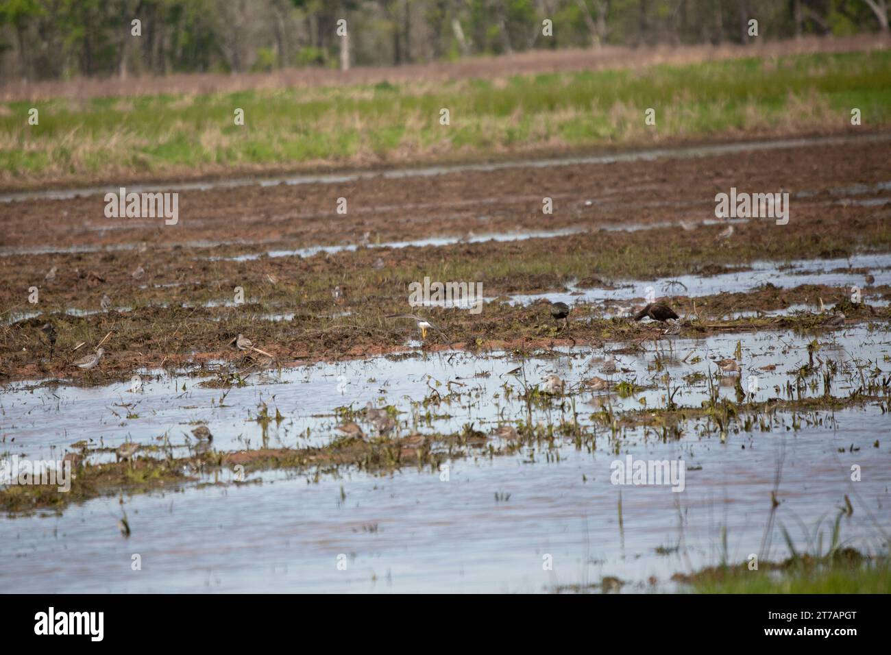 Weißgesichtiger Ibis (Plegadis chihi) auf der Suche nach Nahrungsmitteln in einem überfluteten landwirtschaftlichen Feld Stockfoto