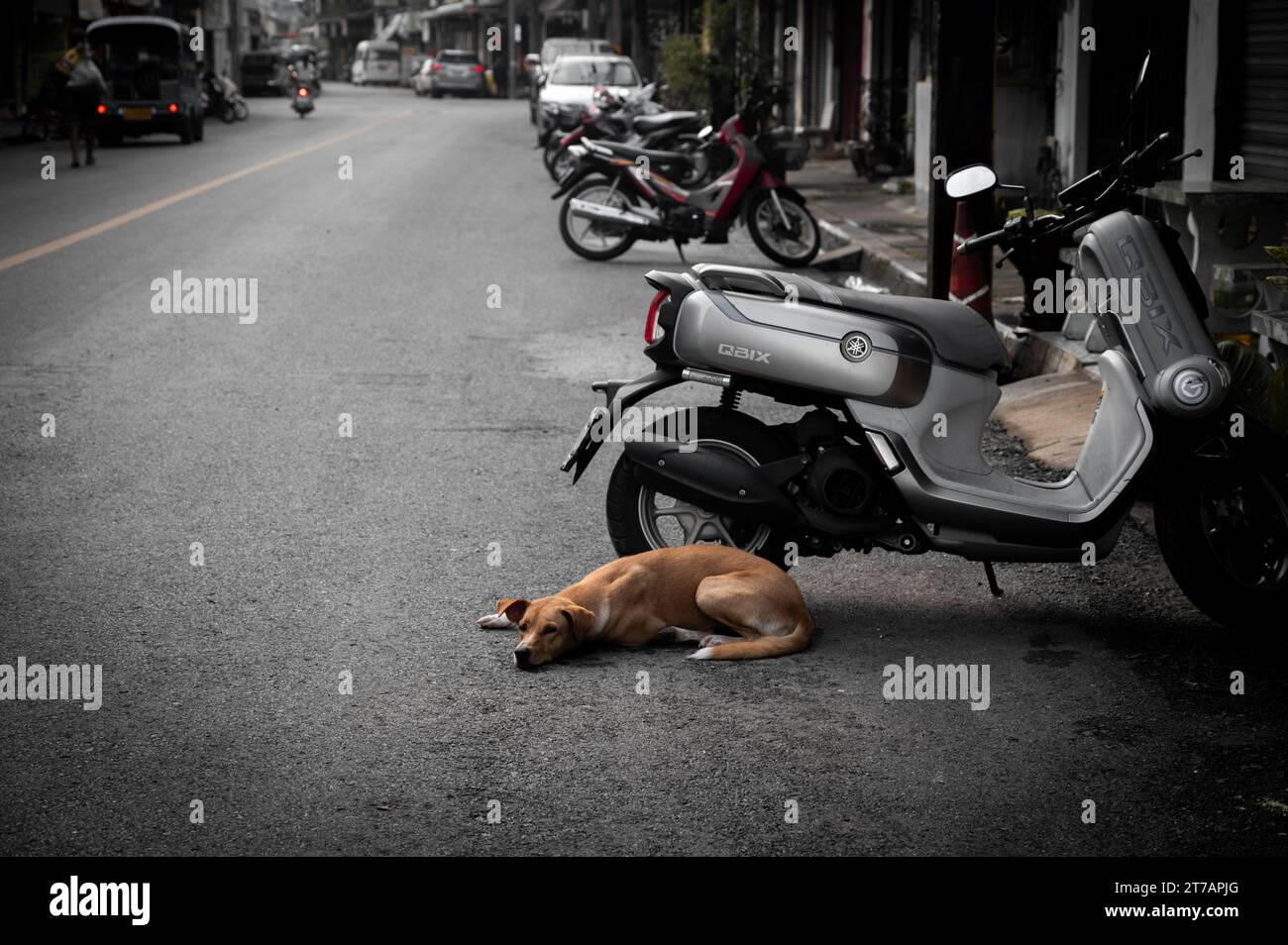 Straßenhund in Surat Thani Stockfoto