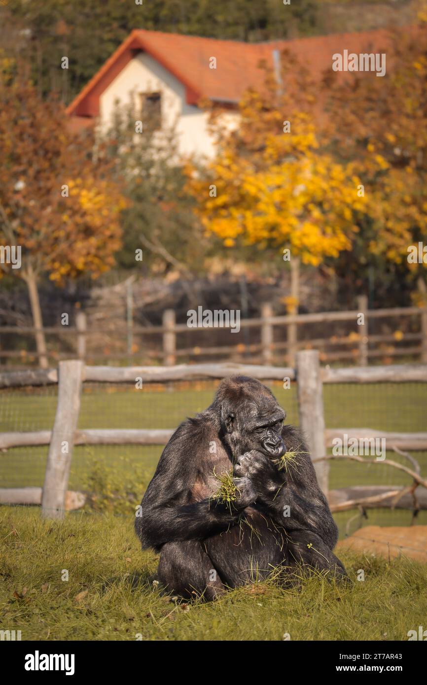WESTERN Lowland Gorilla isst Gras im Zoo mit Gebäude im Hintergrund während der Herbstsaison. Big Black vom Aussterben bedrohtes Tier im Herbst. Stockfoto