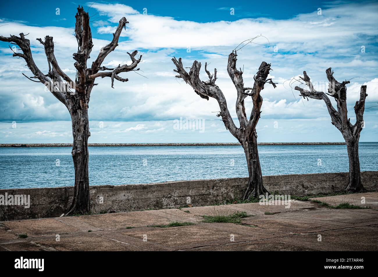 Drei Bäume an der Küste Stockfoto