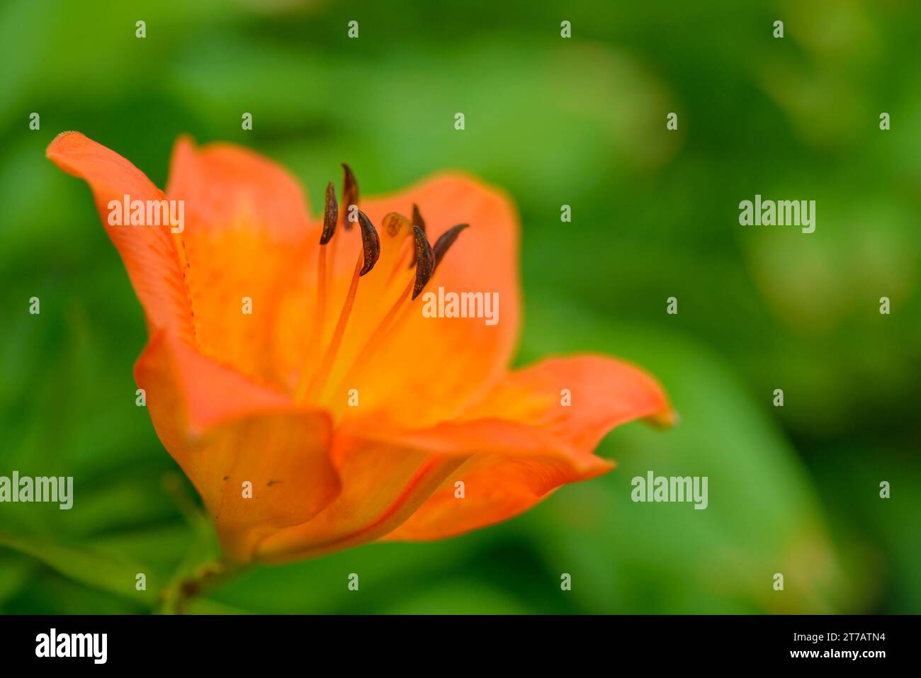 Wunderschöne orangene Lilie im sommergrünen Garten. Stockfoto