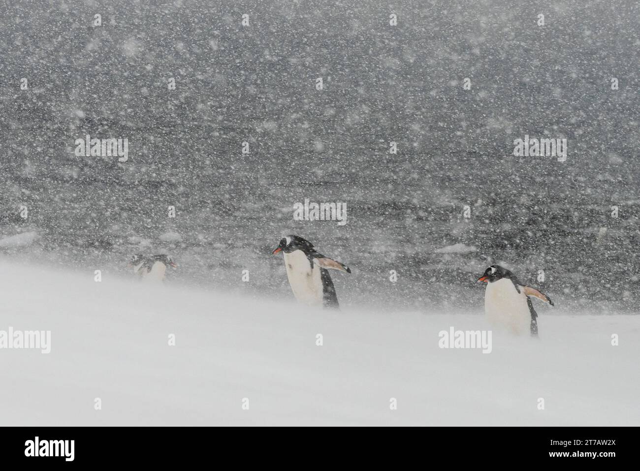 Gentoo Pinguine (Pygoscelis papua), Mikkelsen, Trinity Island, Antarktis. Stockfoto