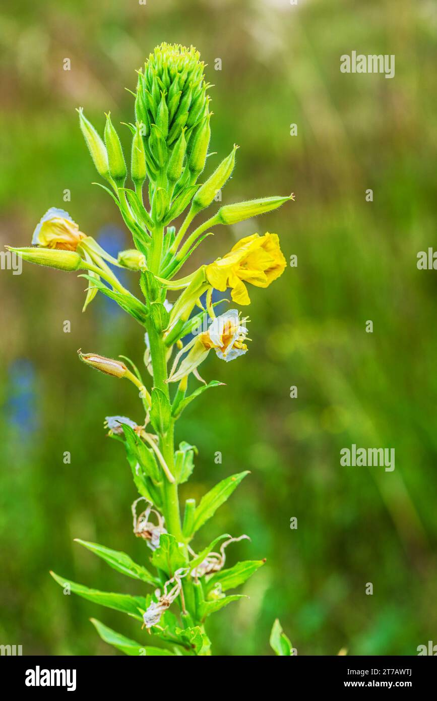 Oenothera ist eine Gattung von etwa 145 Arten krautiger blühender Pflanzen, die in Amerika beheimatet sind. Sie ist die Gattung der Familie Onagraceae. Stockfoto