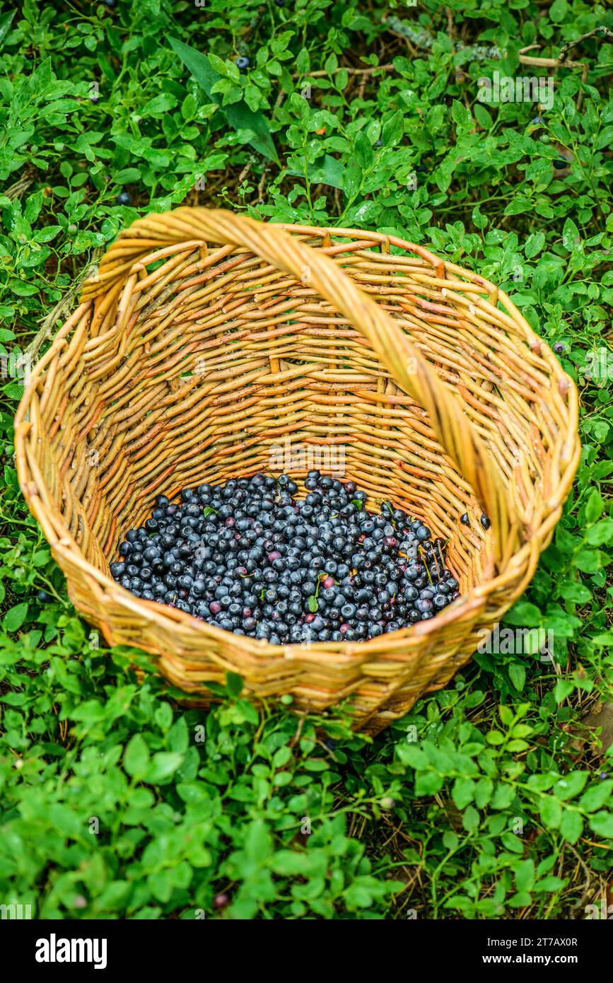 Heidelbeeren sind mehrjährige blühende Pflanzen mit indigobarbenen Beeren aus dem Abschnitt Cyanococcus innerhalb der Gattung Vaccinium (Gattung, die auch Kranb enthält) Stockfoto