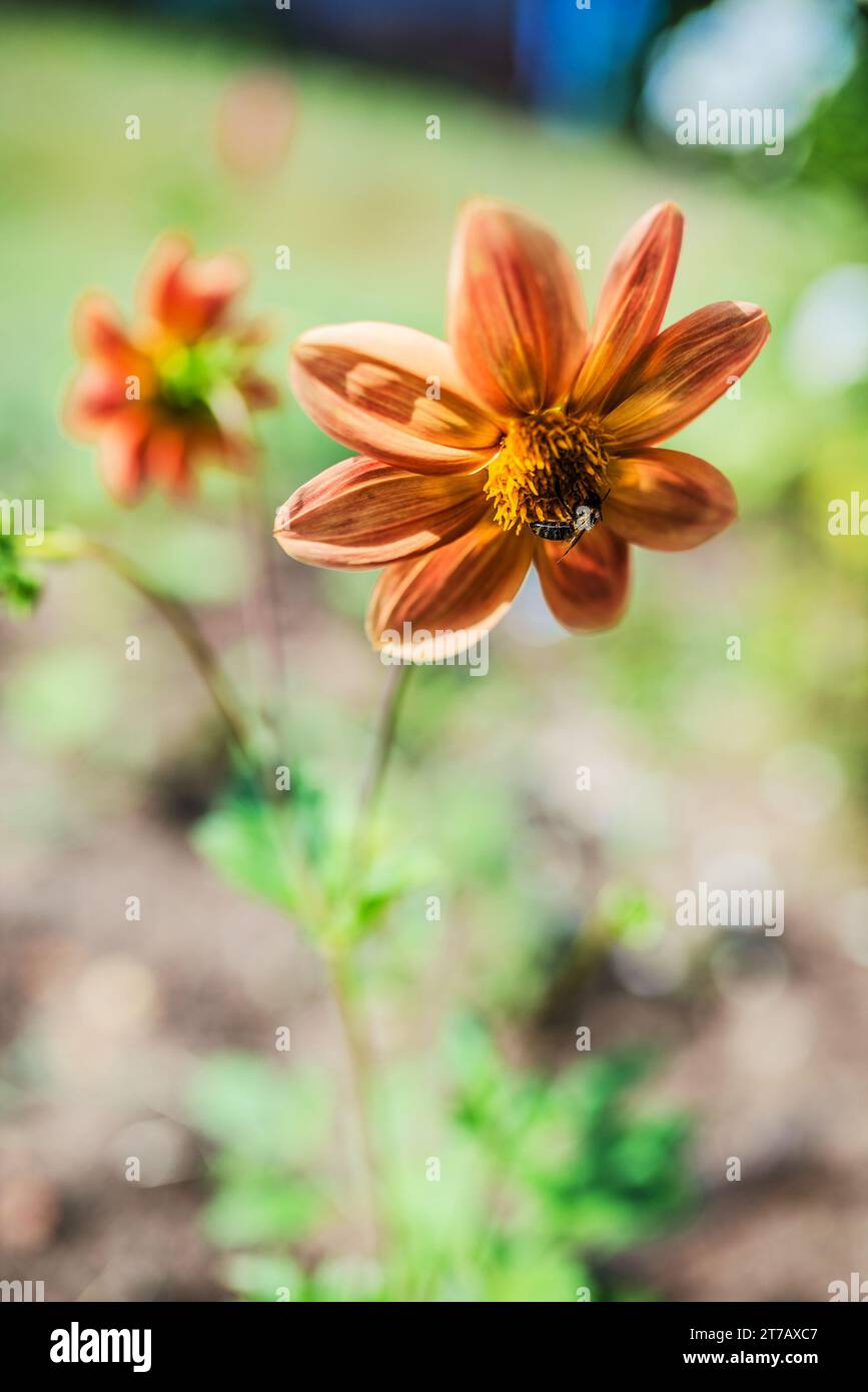 Dahlia coccinea ist eine Art aus der Gattung Dahlia, Familie Asteraceae. Der gebräuchliche Name ist rote Dahlia, obwohl die Blüten orange sein können oder gelegentlich schreien Stockfoto