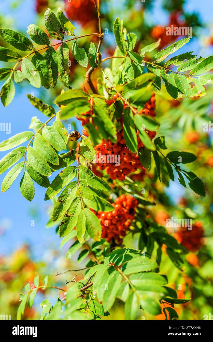 Sorbus Sorbus aucuparia aka rowan.jpg European Rowan (Sorbus aucuparia) mit Frucht Wissenschaftliche Klassifikation Königreich: Plantae (unrangiert): Angiospermen Stockfoto