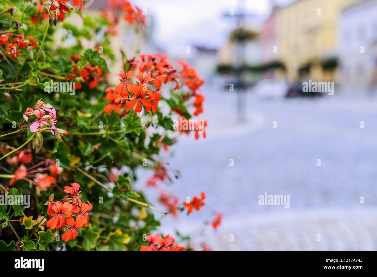 Pelargonien sind eine Gattung von Blütenpflanzen umfasst etwa 200 Arten von Stauden, Sukkulenten und Sträucher, allgemein bekannt als Geranien. Stockfoto