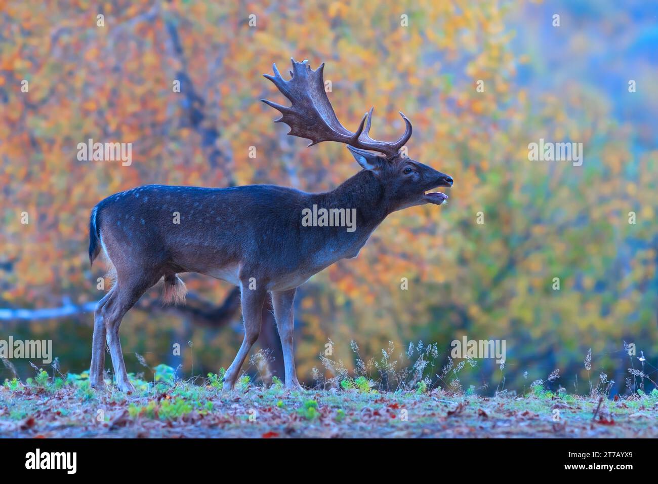 Brüllender Damhirsch (Dama dama) im natürlichen Lebensraum Stockfoto