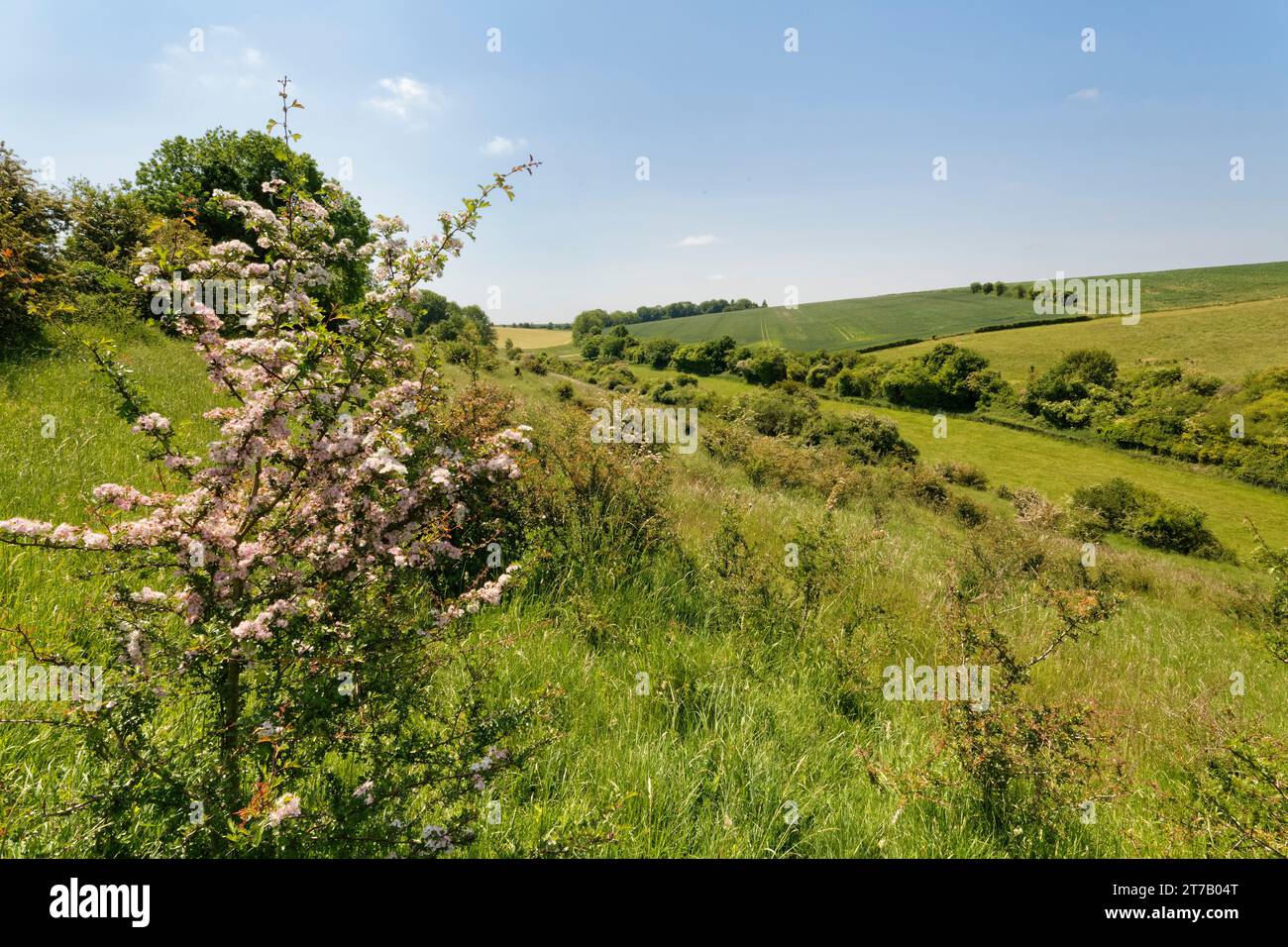 Weißdornstrauch (Crataegus monogyna) blüht auf einem Kreidegrashang, Coombe Bisset Down, Cranborne Chase AONB, Wiltshire, Vereinigtes Königreich, Juni. Stockfoto