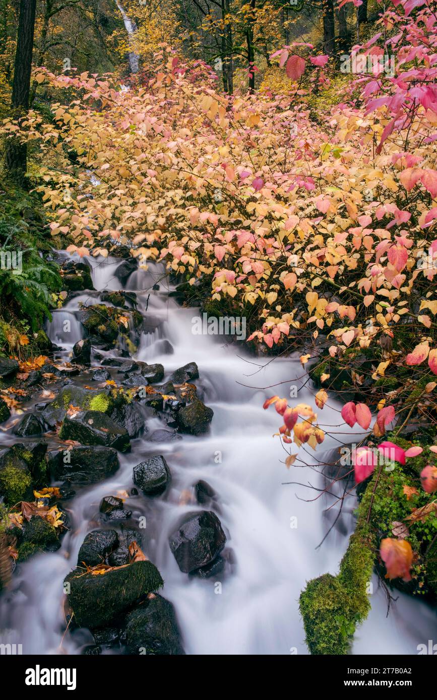 Das sind Wahkeena Falls in der Columbia Gorge, Oregon. Das Bild wurde im Herbst aufgenommen. Stockfoto