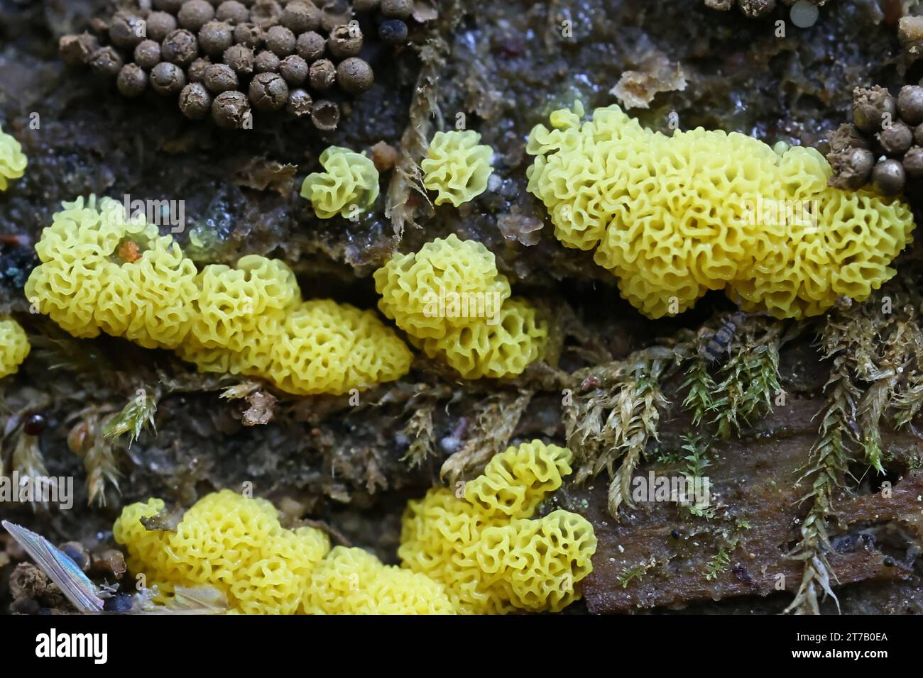 Ceratiomyxa porioides, auch Ceratiomyxa fructiculosa var. Porioides, allgemein bekannt als Korallenschleimform, gelbe Variante. Stockfoto