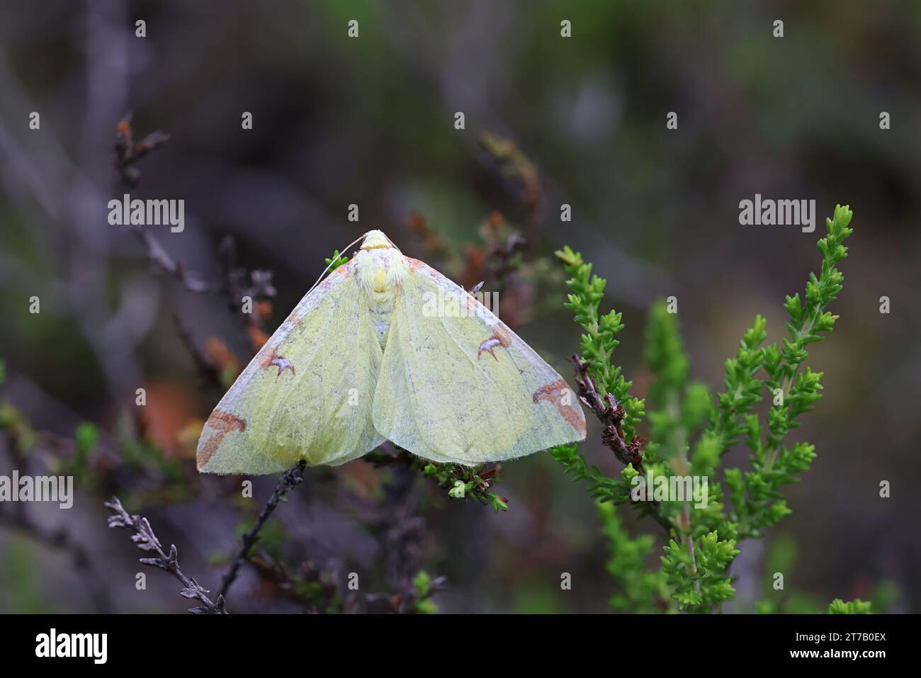 Opisthograptis luteolata, allgemein bekannt als Schwefelmotte, Geometermotte aus Finnland Stockfoto