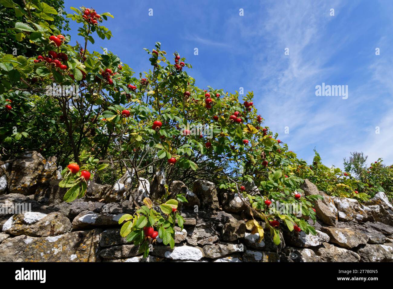Japanischer Rosenstrauch (Rosa rugosa), der über einer Gartenmauer fruchtet, Wiltshire, Großbritannien, September. Stockfoto