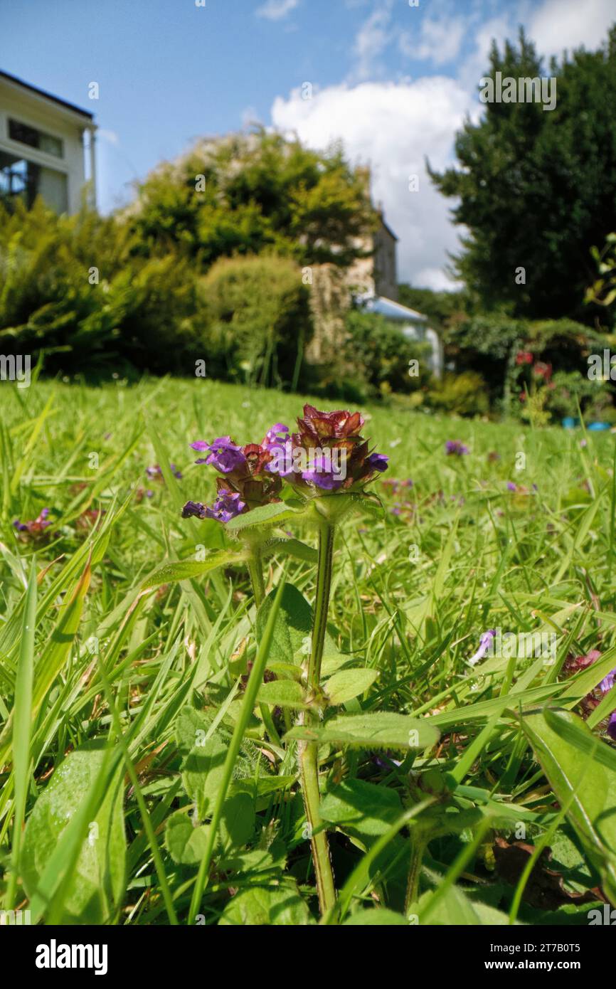Selfheal (Prunella vulgaris) blüht auf einem Gartenrasen, der nicht gemäht ist, damit Wildblumen blühen können, um bestäubende Insekten zu unterstützen, Wiltshire, Großbritannien, Juli Stockfoto