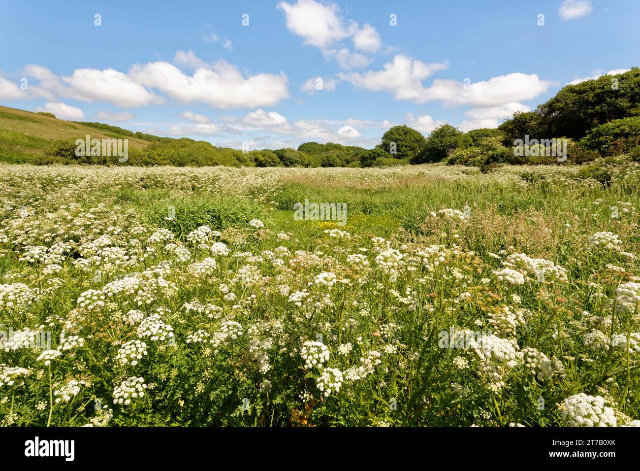 Hemlock-Wassertropfkraut (Oenanthe crocata) blüht dicht im Marschland am Rand von Loe Pool, Porthleven, The Lizard, Cornwall, Vereinigtes Königreich, Juni. Stockfoto