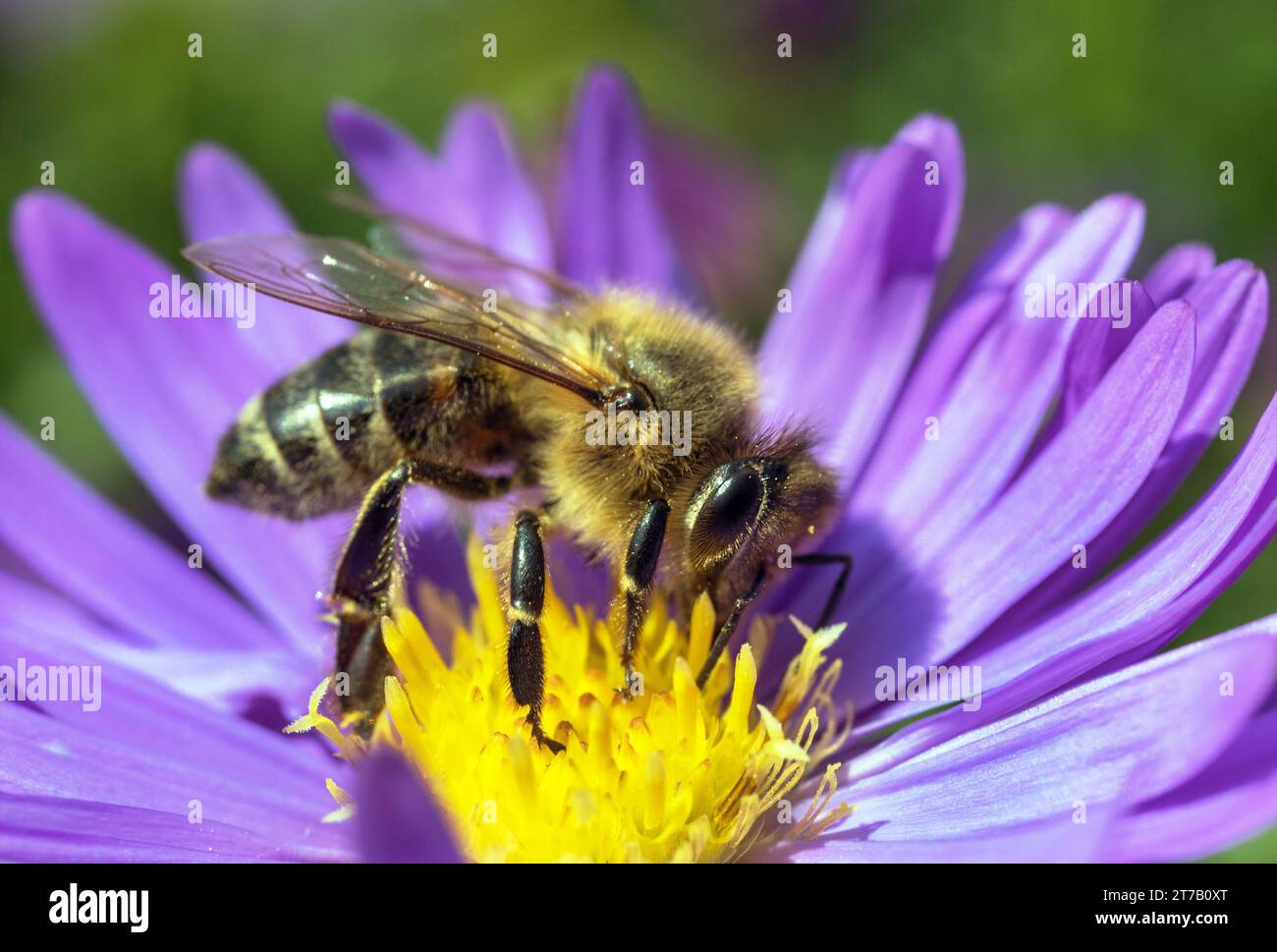 Biene oder Honigbiene in Latein APIs Mellifera, europäische oder westliche Honigbiene, die auf der blau-gelb-violetten oder violetten Blume sitzt Stockfoto