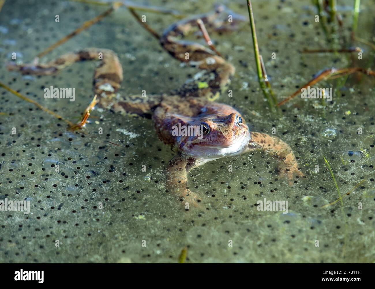 Europäischer Brauner Frosch in lateinischer Rana temporaria mit Eiern Stockfoto