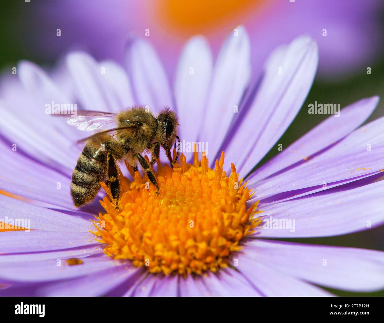 Biene oder Honigbiene in Latein APIs Mellifera, europäische oder westliche Honigbiene, die auf der blau-gelb-violetten oder violetten Blume sitzt Stockfoto