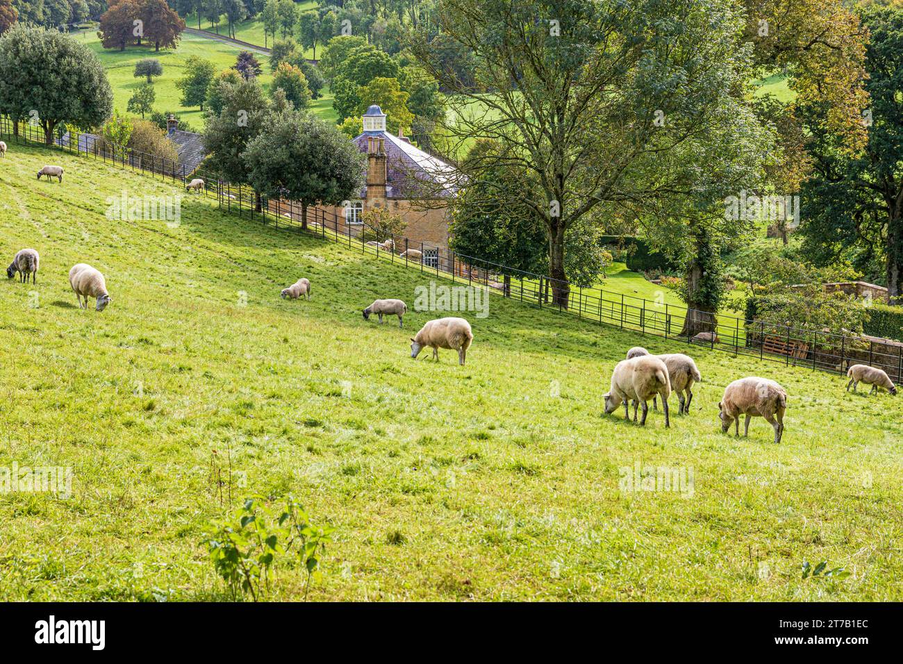 Schafe weiden auf dem Hügel über Foxhill House in der Nähe des Weilers Cotswold Hawling Lodge, Hawling, Gloucestershire, England, Großbritannien Stockfoto