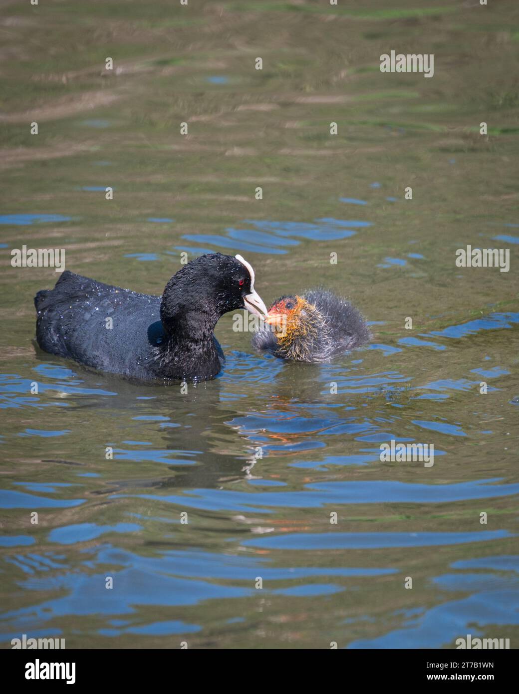 Ein ausgewachsener Coot, der seine Küken auf dem Chichester Ship Canal in Hunston Bridge, Chichester, Sussex, England, füttert Stockfoto