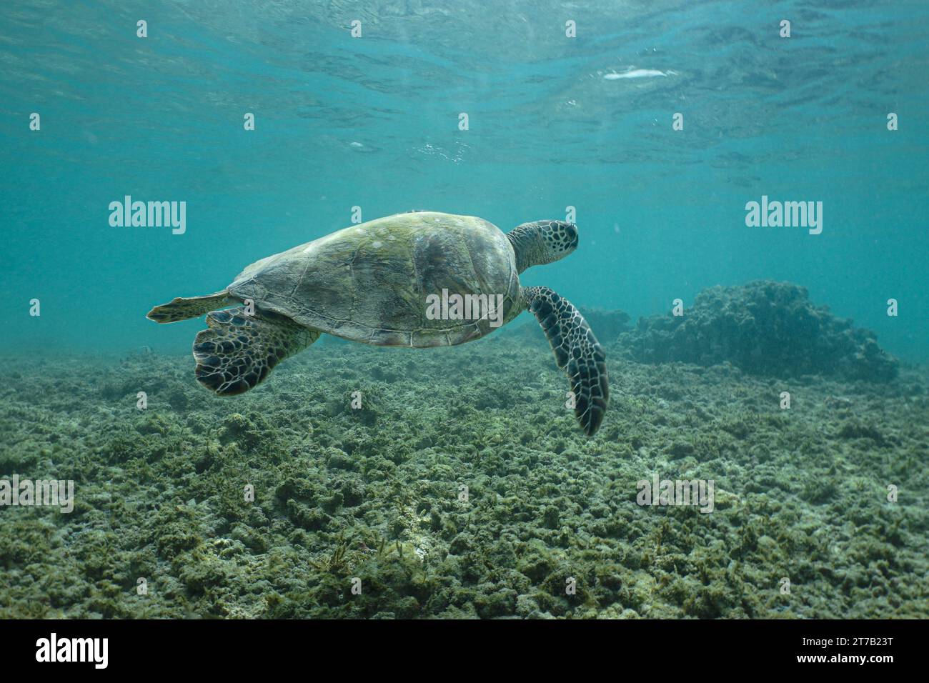 Schnorcheln mit hawaiianischer grüner Meeresschildkröte Stockfoto