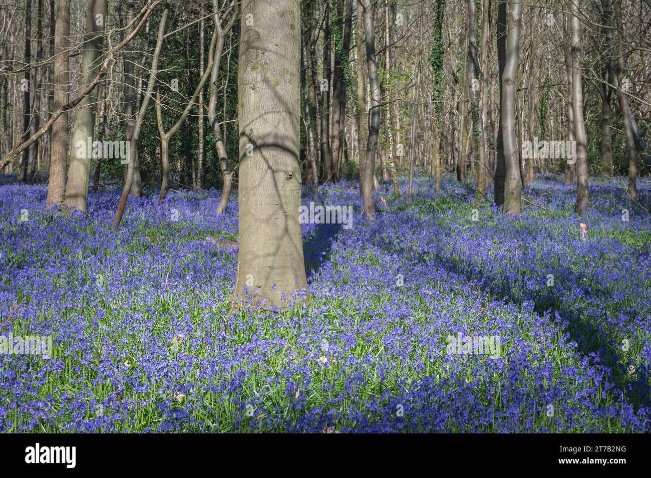 Blauglocken in einem Wald nördlich von Portsmouth, Hampshire, England, Großbritannien. Stockfoto